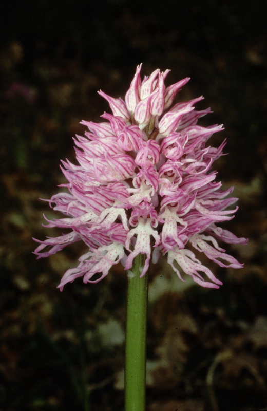 Orchidee in una villa vicino a Piediluco (Terni)